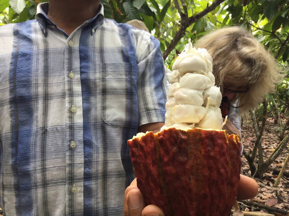 Ernte: geöffnete Kakaofrucht