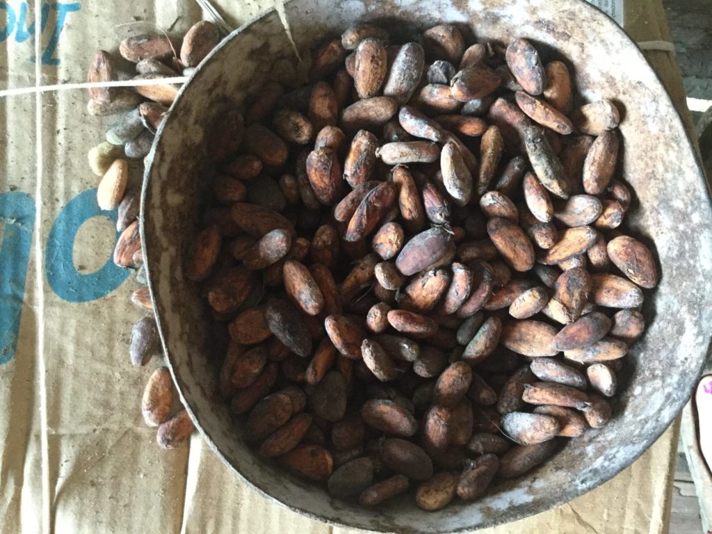 Getrocknete Kakaobohnen in Eimer