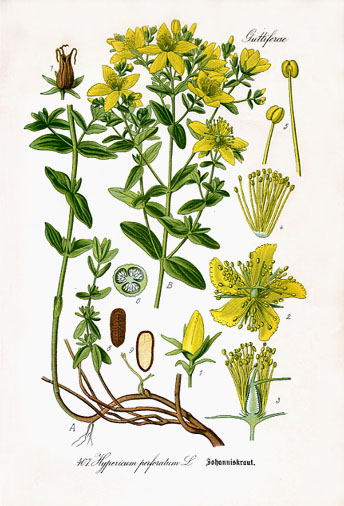 Hypericum perforatum, Hypericaceae