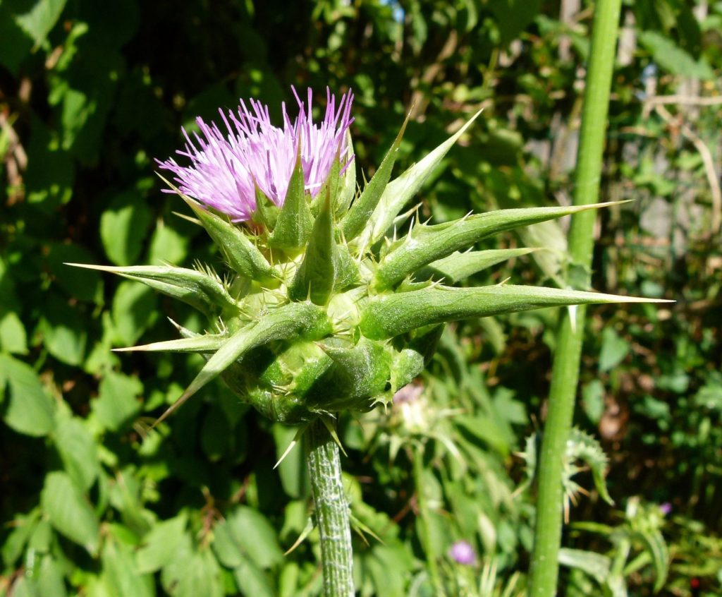Mariendistel Blüte (Silybum marianum)