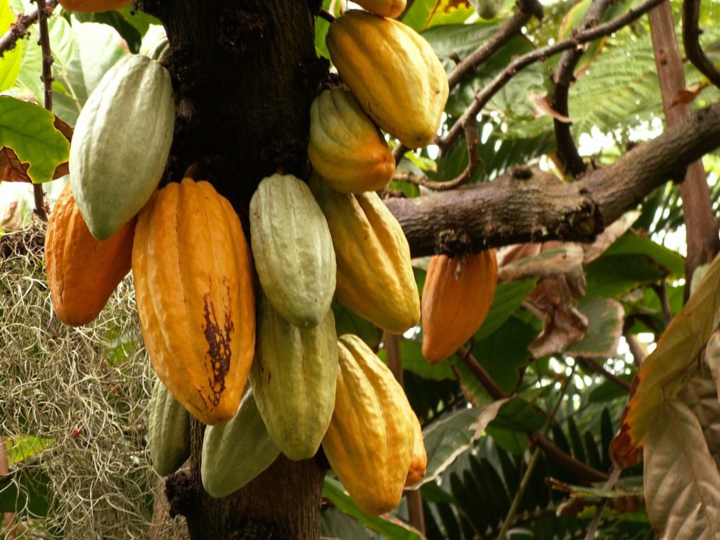 Kakaopflanze Kakaobaum