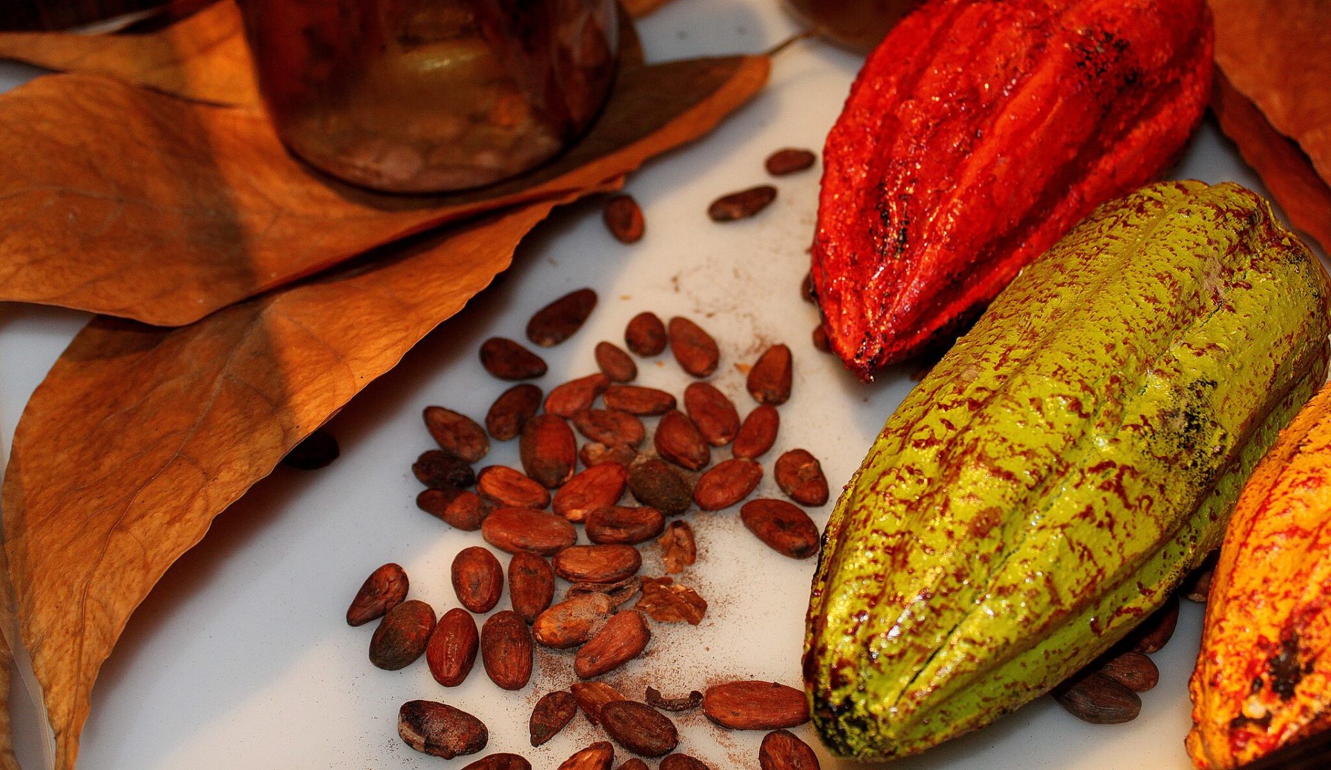 Kakaobohnen und -früchte